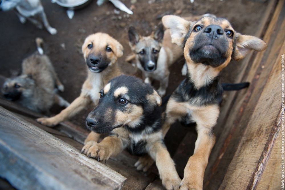Приюты улан удэ. Бездомные животные в Улан-Удэ. Питомник Улан-Удэ собак.