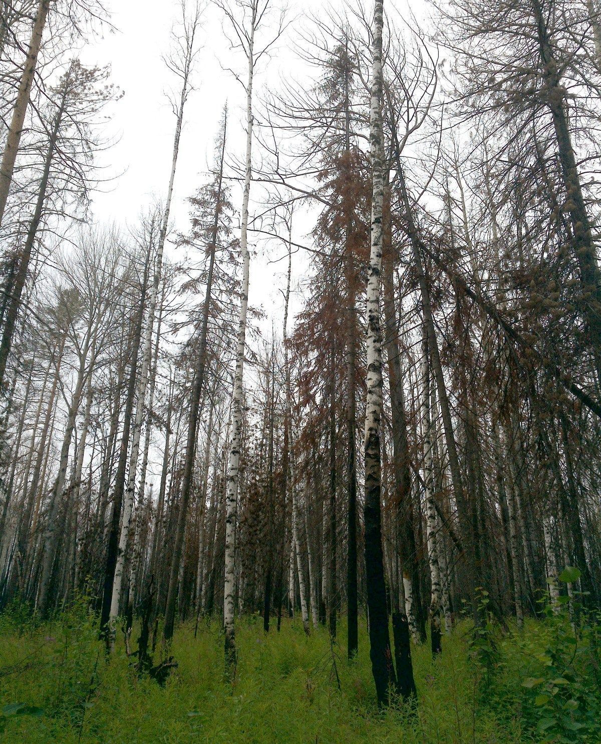 Варварство: в Бурятии уничтожили реликтовый лес на 1,7 млрд рублей