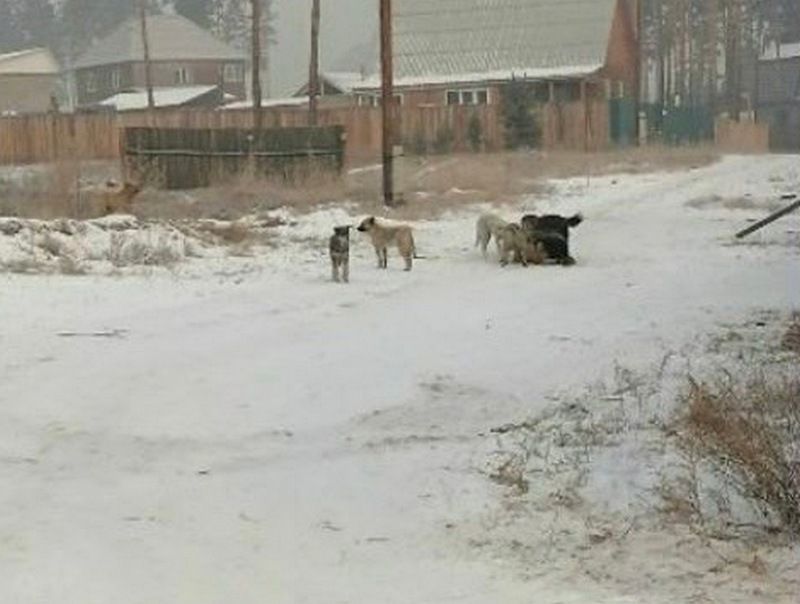 Девахи напали на тела