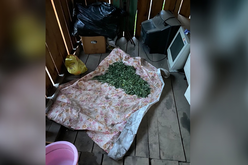 срок дают если нашли коноплю