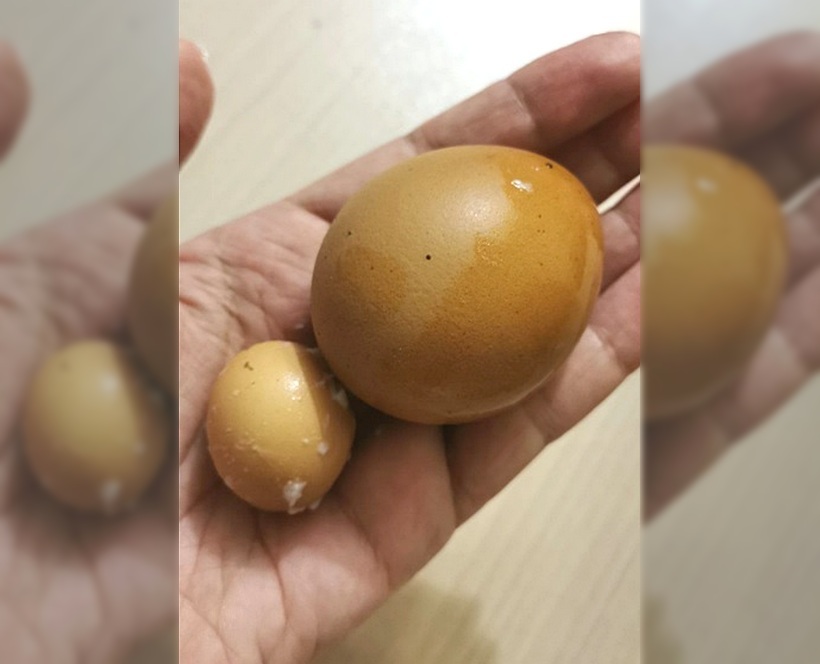 Третье яичко. Сдвоенные яйца. Третье яйцо бабиджона.