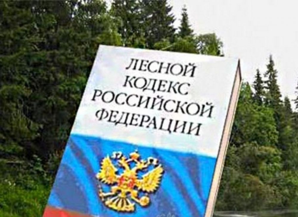 Лесной кодекс картинки для презентации