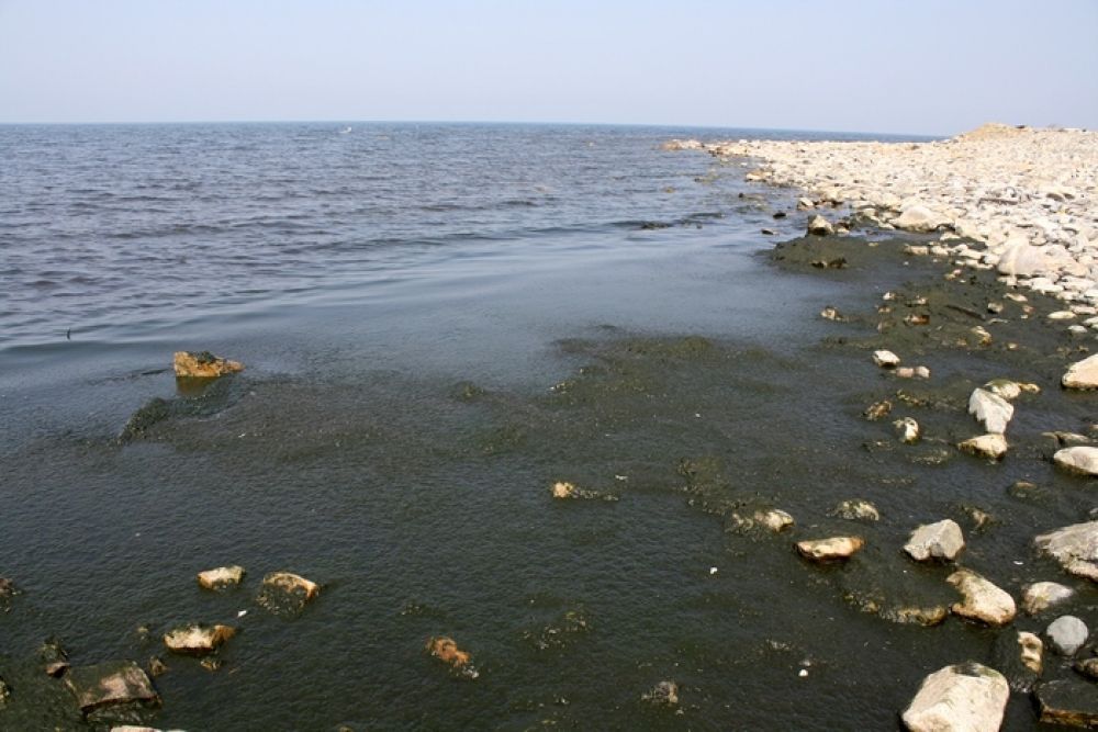 Загрязнение воды байкала. Спирогира на Байкале. Байкал водоросли спирогиры. Спирогира на берегах Байкала. Байкал водоросли загрязнение.