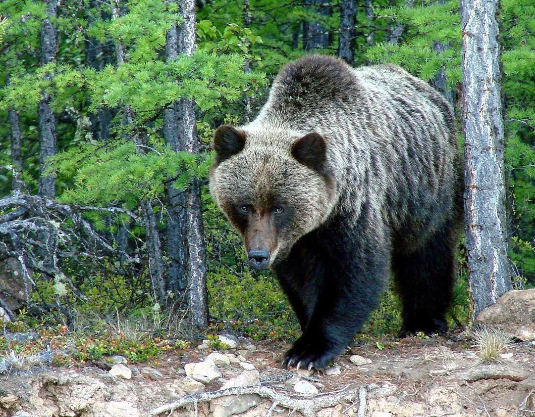 Знакомство Младших Дошкольников С Животными Прибайкалья