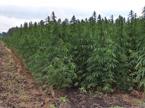выращивал марихуану в поле