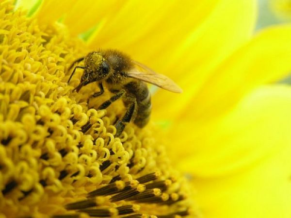 Как спастись от аллергии пыльцы