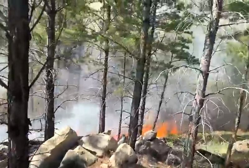 Конкурс рисунков лесные пожары