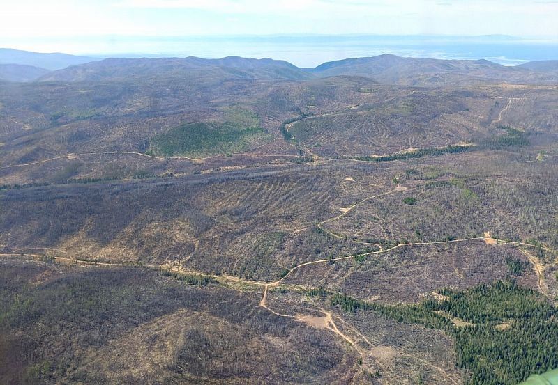 Варварство: в Бурятии уничтожили реликтовый лес на 1,7 млрд рублей
